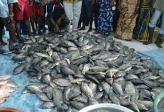 Marché du poisson: L’urgence de démarrer de manière effective le marché de l’Agence
