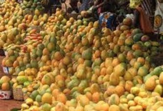 Projet Cadre Intégré Renforcé : Plus de 22 276 tonnes de mangues exportées en 2018