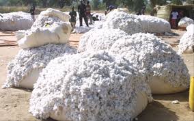 Campagne cotonnière 2019-2020 : Un million de tonnes de coton graine comme objectif