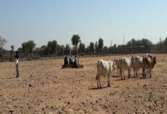 Résilience des éleveurs de pasteurs face aux changements climatiques : Les régions de Mopti, Tombouctou et Kidal bientôt couvertes par le service Garbal