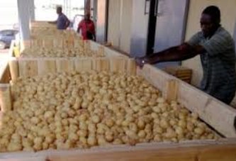Commerce de la pomme de terre : Des prix plafonds de 175 et 250 FCFA/kg pour les mois d’avril et mai prochains