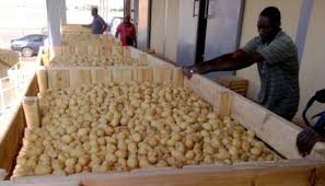 Commerce de la pomme de terre : Des prix plafonds de 175 et 250 FCFA/kg pour les mois d’avril et mai prochains