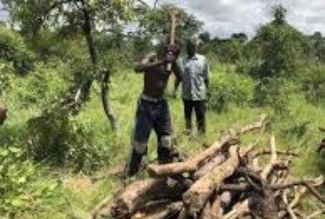 Exploitation des produits forestiers non ligneux au Mali : Une étude d’impact sur les redevances perçues, validée