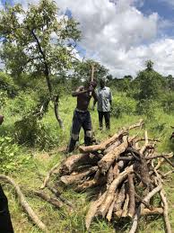 Exploitation des produits forestiers non ligneux au Mali : Une étude d’impact sur les redevances perçues, validée