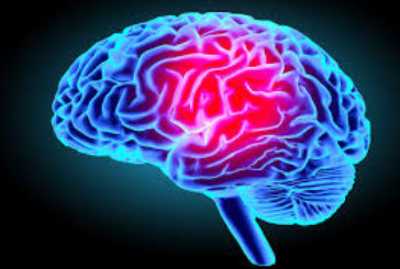 Santé : Comment fonctionne le cerveau ?