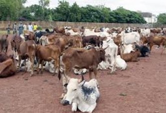 Élevage et de la pêche : Avec 12 111 128 bovins…, le Mali est l’un des plus grands pays d’élevage de la sous-région