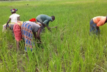 Office du Niger : Des terres aménagées, réhabilitées et des équipements agricoles pour les producteurs
