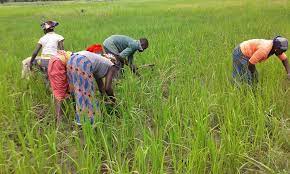 Campagne agricole 2022 à Sikasso : Le ministre du Développement rural et les acteurs se concertent