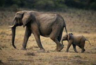 GOURMA : Échanges sur le devenir de la Brigade anti-braconnage des éléphants