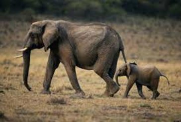 GOURMA : Échanges sur le devenir de la Brigade anti-braconnage des éléphants