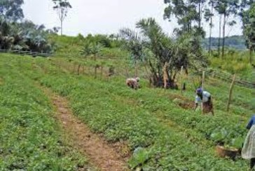 Fertilisation des terres agricoles : La SOGEBA lance deux nouveaux produits