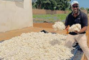 Culture de coton au Mali : le rendement miracle du champ de coton de la société Diazon