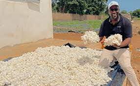 Culture de coton au Mali : le rendement miracle du champ de coton de la société Diazon