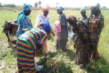 Agriculture : Journée portes ouvertes sur la filière sorgho