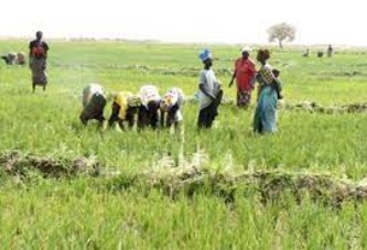 Riziculture : Le ministre du Développement rural a rencontré les exploitants agricoles des bassins de production