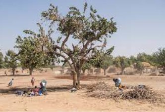 Changements climatiques : Une majorité des maliens déplorent l’aggravation des  sécheresses et des inondations
