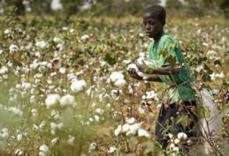 Contribution : “La culture du coton nous a été imposée par la colonisation”