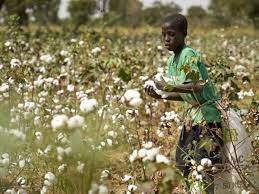 Contribution : “La culture du coton nous a été imposée par la colonisation”
